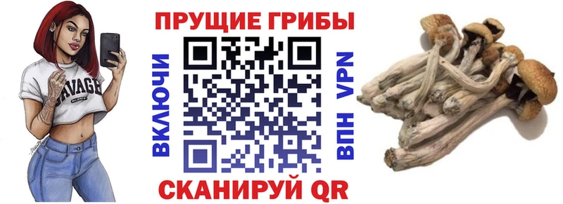 ссылка на мегу ССЫЛКА где продают наркотики Томилино Галлюциногенные грибы Psilocybine cubensis